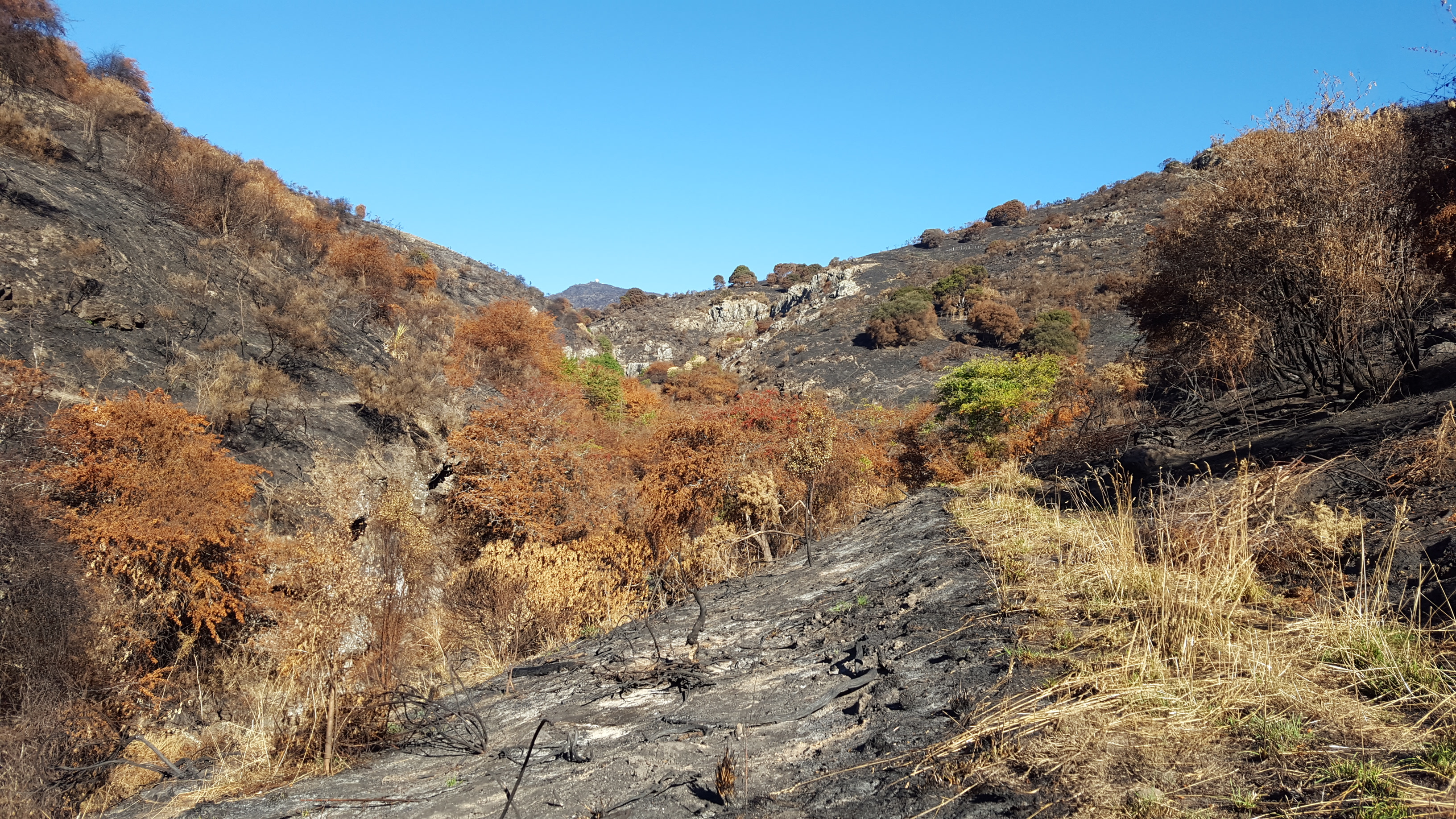 the 2017 Port Hills fire caused devastation