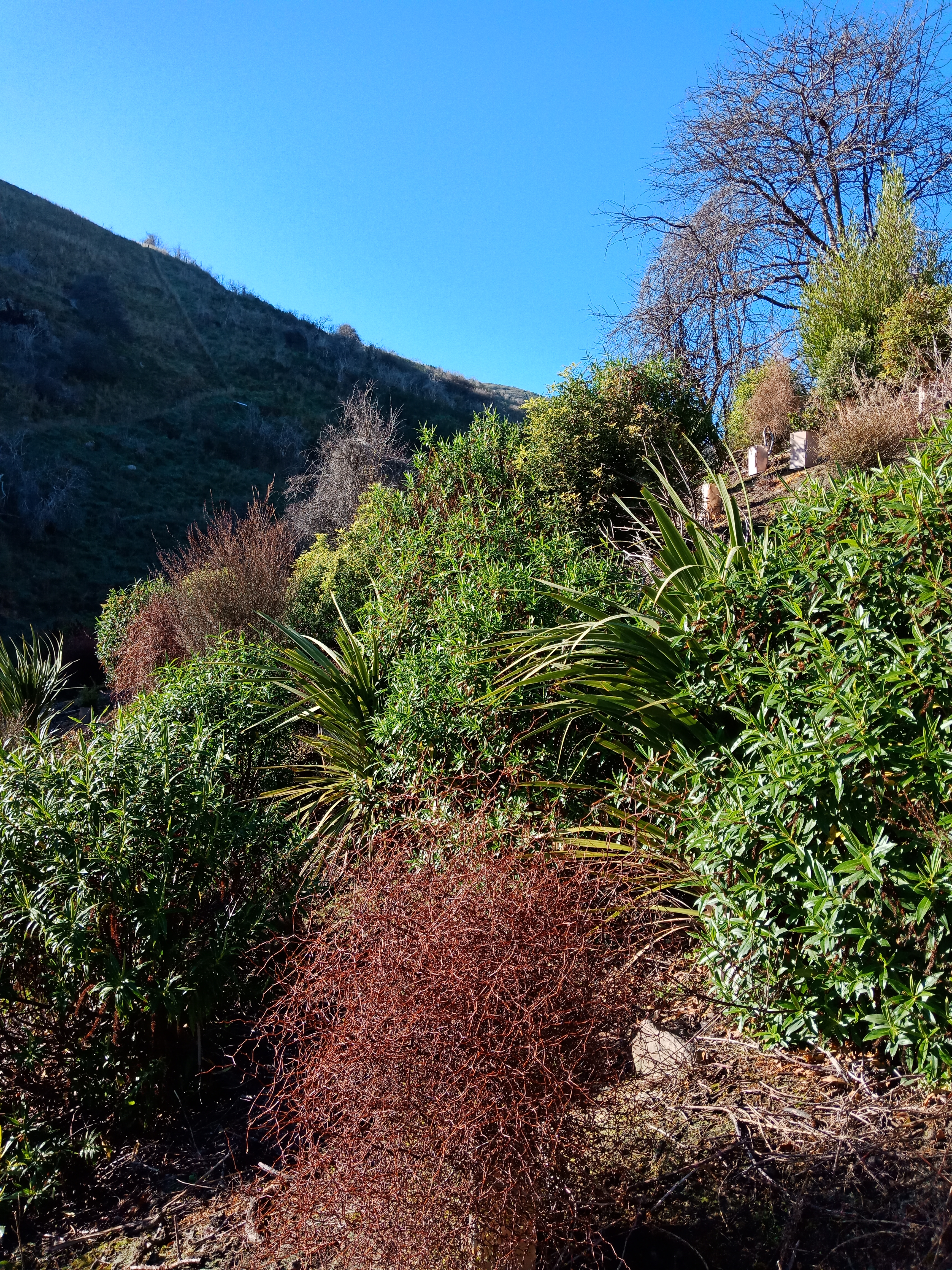 Fire devastated the area in 2017, but several volunteer planting days have helped restore some biodiversity