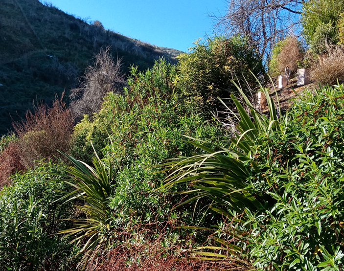 nature has repaired the damage done in the 2017 Port Hills fire